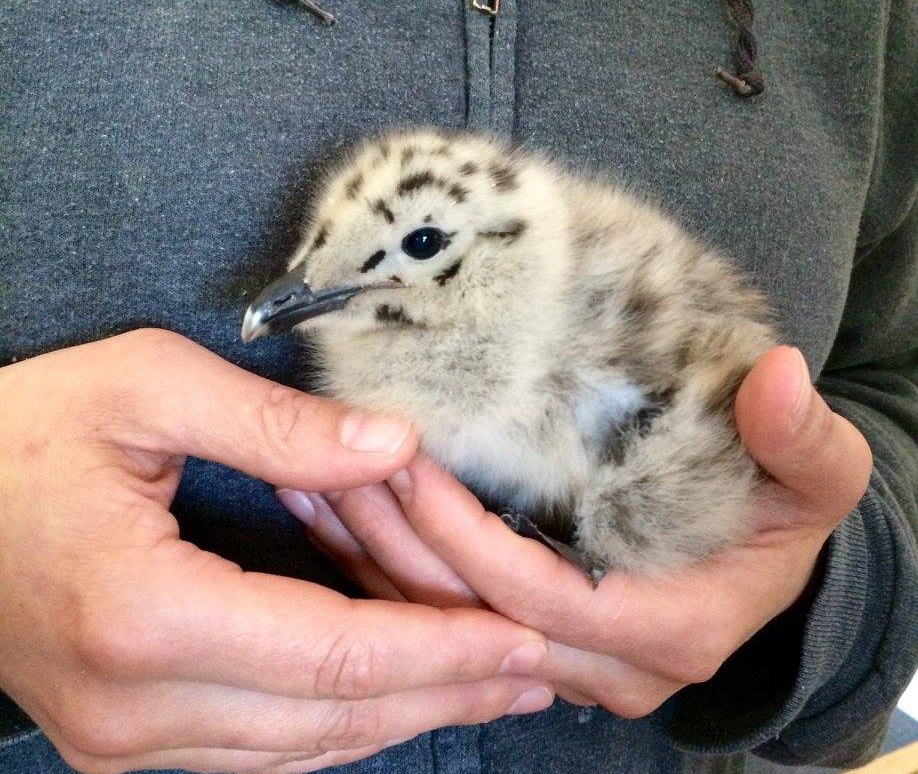 Baby Herring Gull